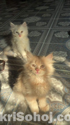 Persian cat sale